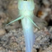 jawfish_yellowhead_sh_nwp_v_0017_tci2459.jpg